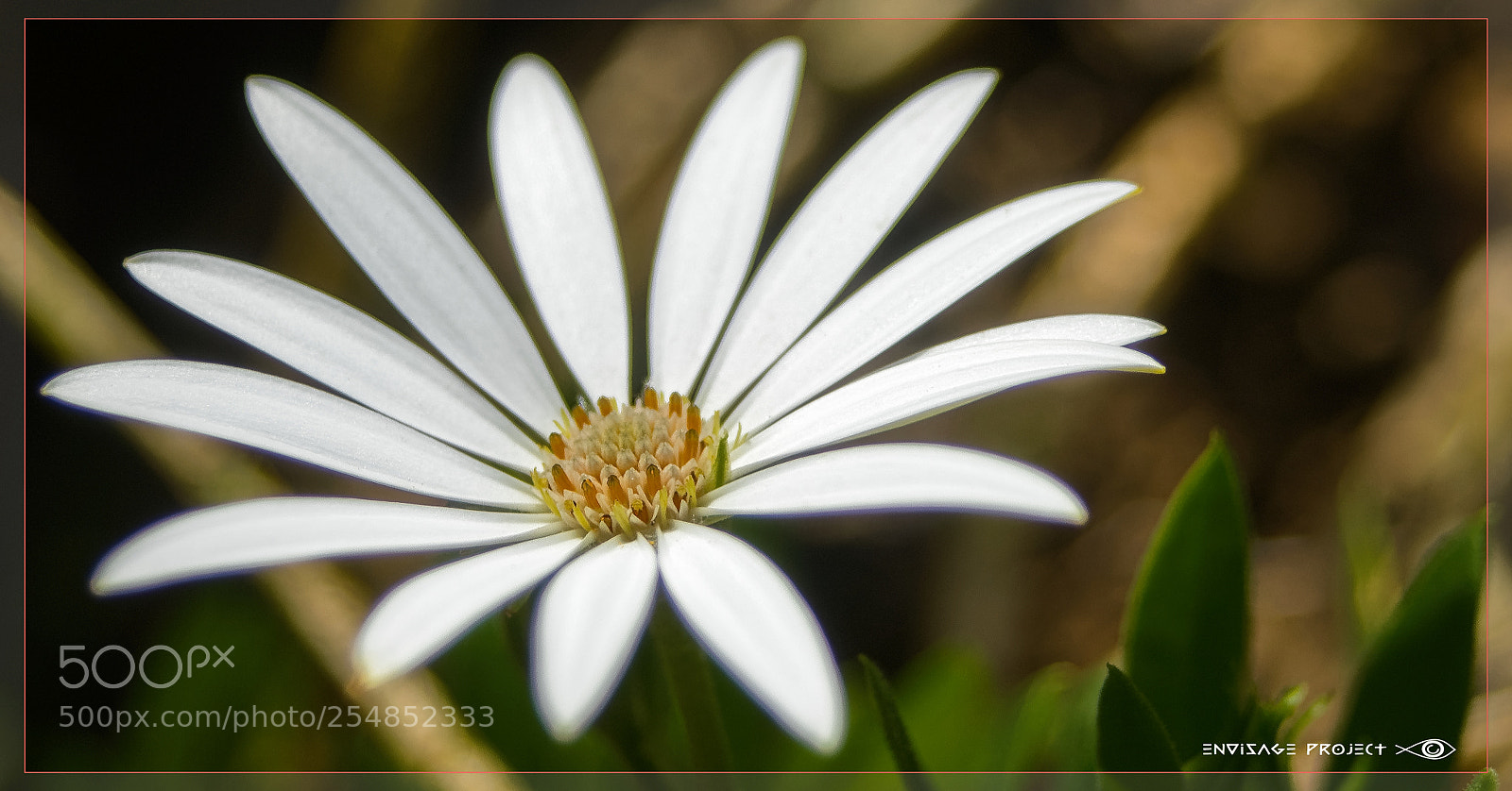 Sony a7R sample photo. Ice white daisy photography