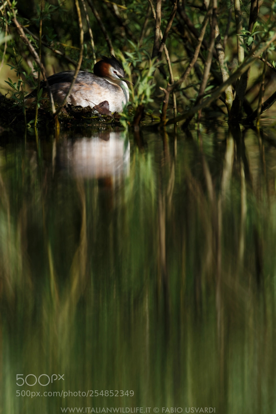 Canon EOS 200D (EOS Rebel SL2 / EOS Kiss X9) sample photo. Great crested grebe podiceps photography