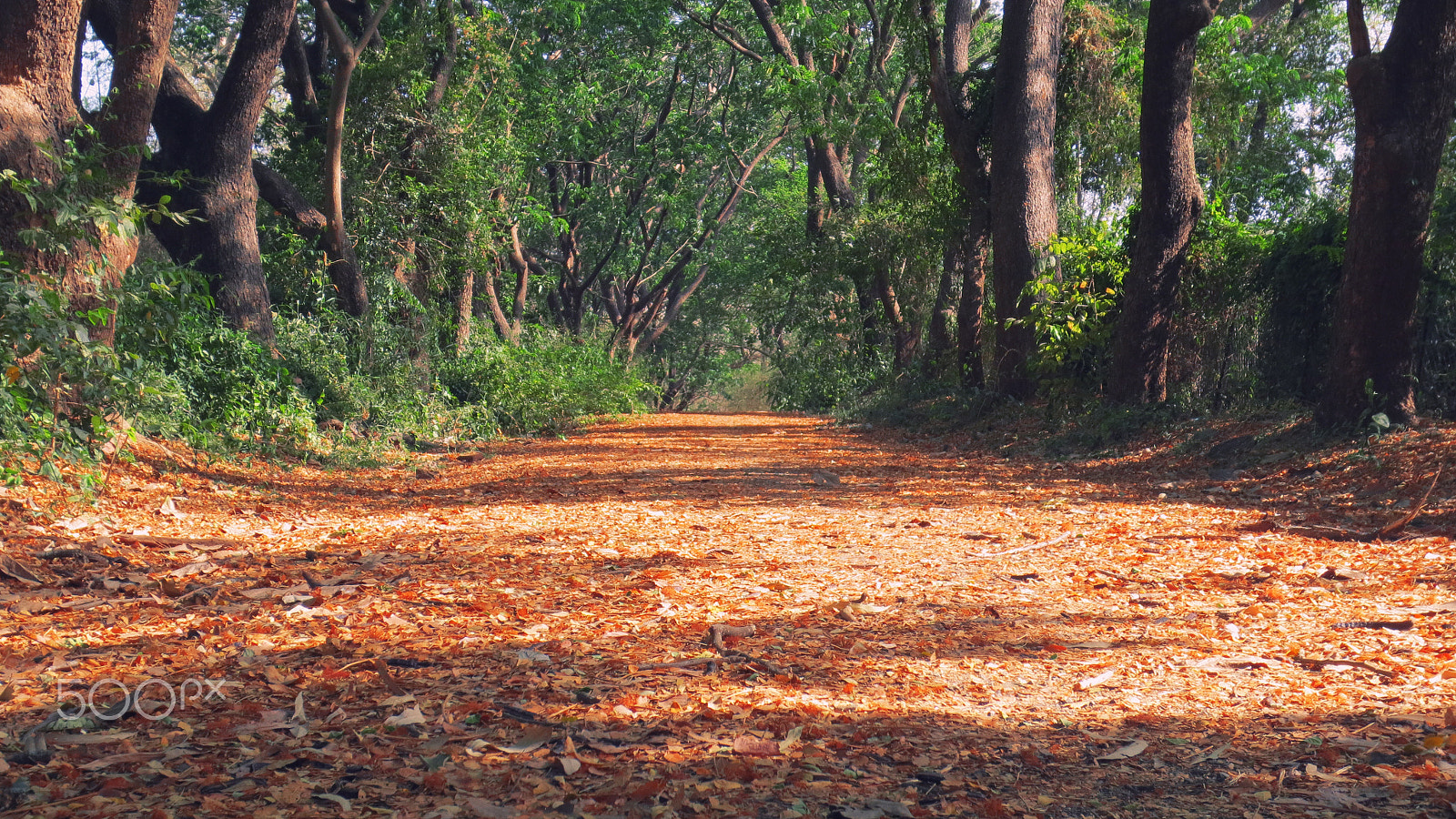 Canon IXUS 240 HS sample photo. Path of leaves photography