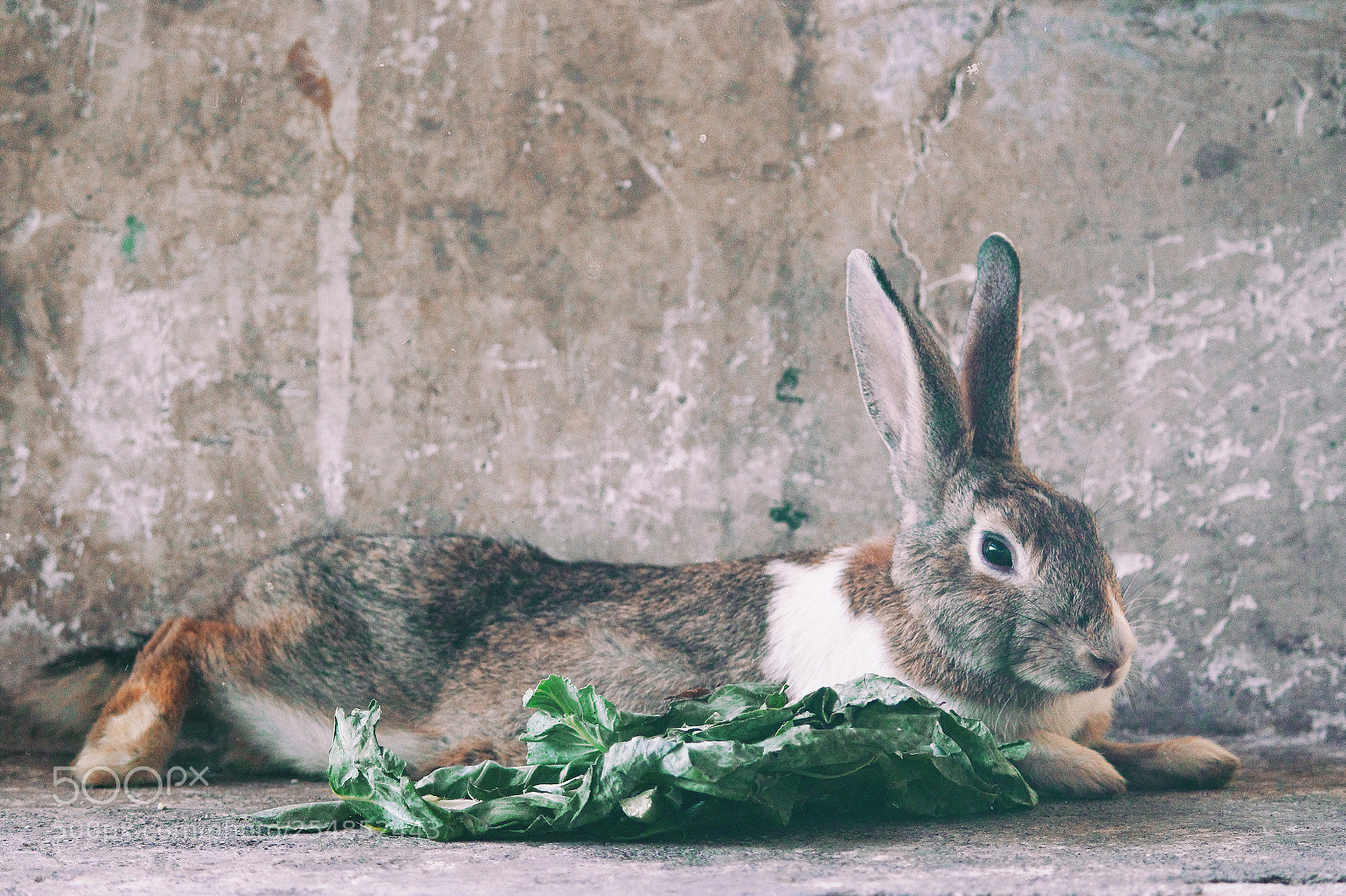 Canon EOS 700D (EOS Rebel T5i / EOS Kiss X7i) sample photo. Rabbit close up photography