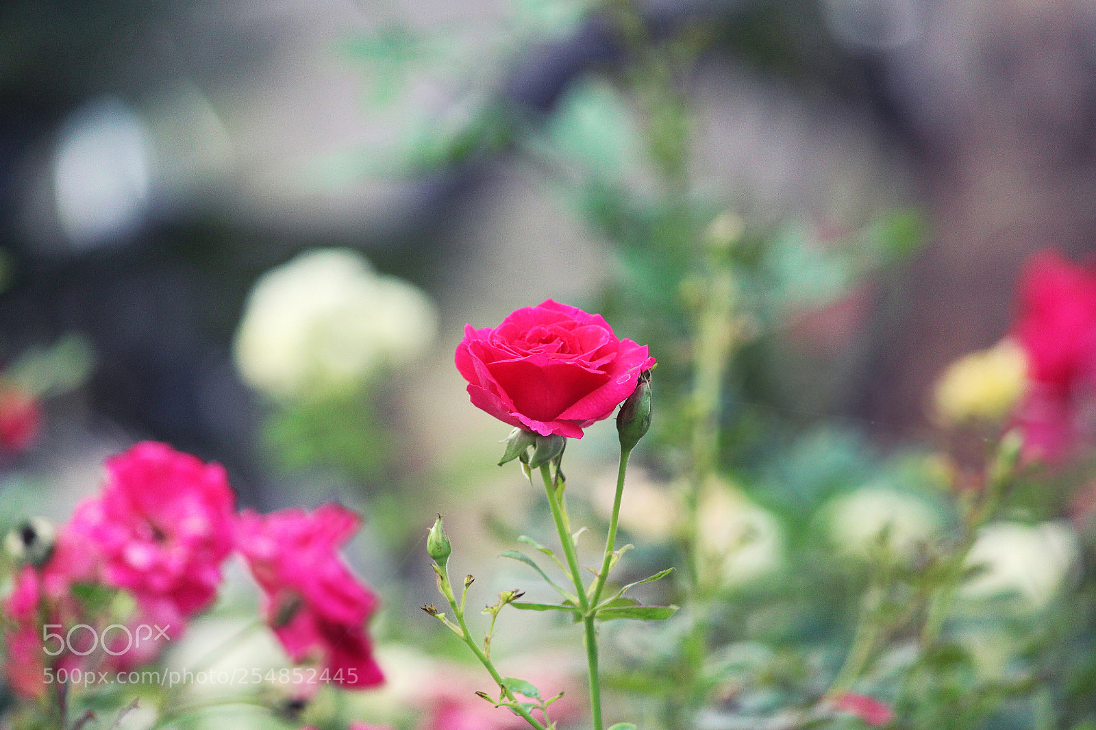 Canon EOS 700D (EOS Rebel T5i / EOS Kiss X7i) sample photo. Pink rose close up photography