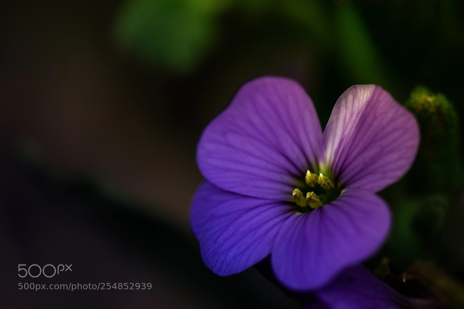 Nikon D5300 sample photo. Purple photography