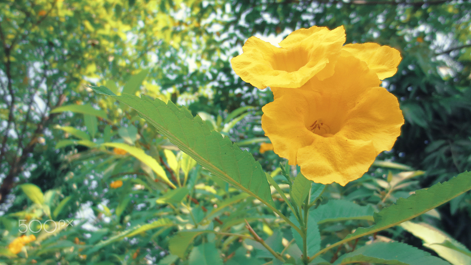 Canon IXUS 240 HS sample photo. Yellow flowers close up photography