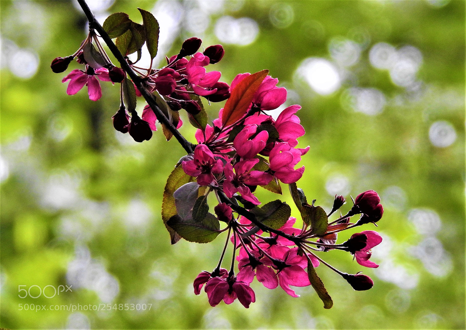 Nikon Coolpix P900 sample photo. Spring photography