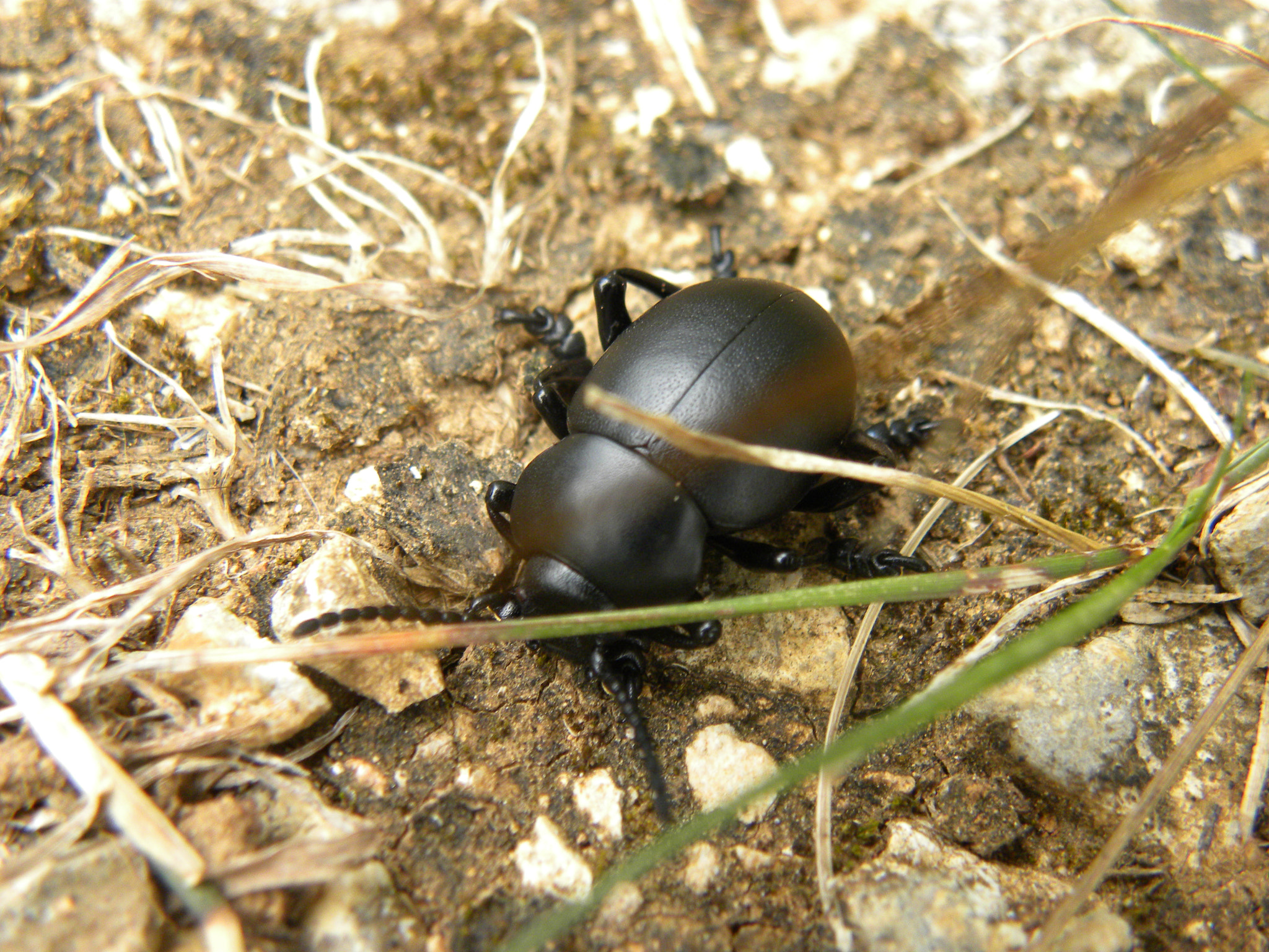 Nikon Coolpix P90 sample photo. Beetle photography