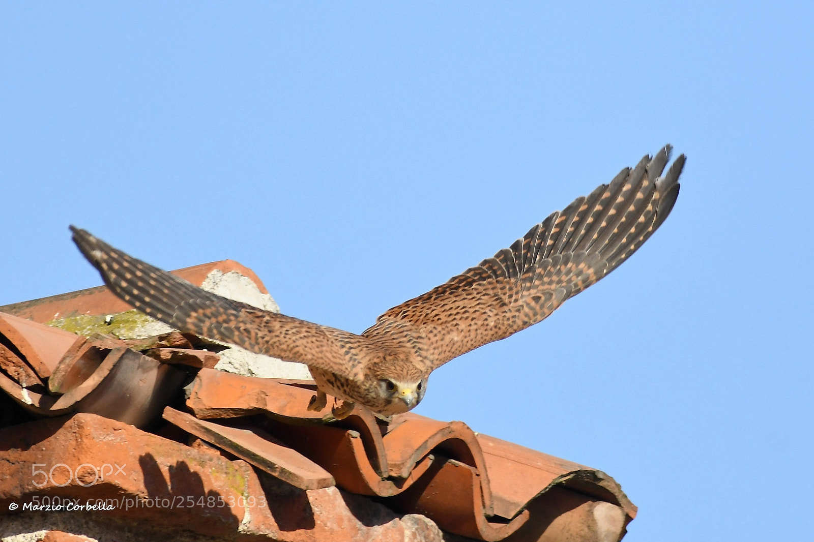 Nikon D500 sample photo. The grazing flight photography