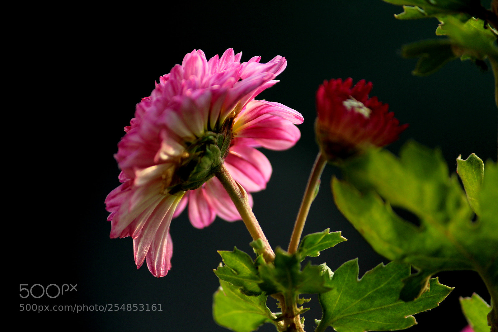 Canon EF-S 55-250mm F4-5.6 IS II sample photo. Img photography