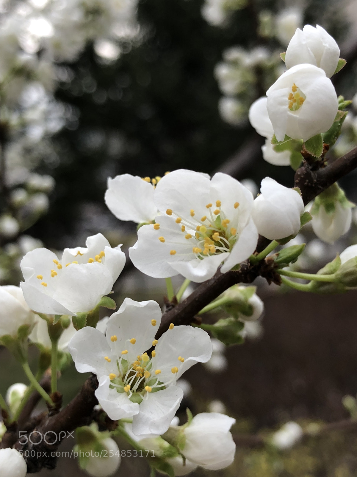 Apple iPhone X sample photo. Flos mume photography