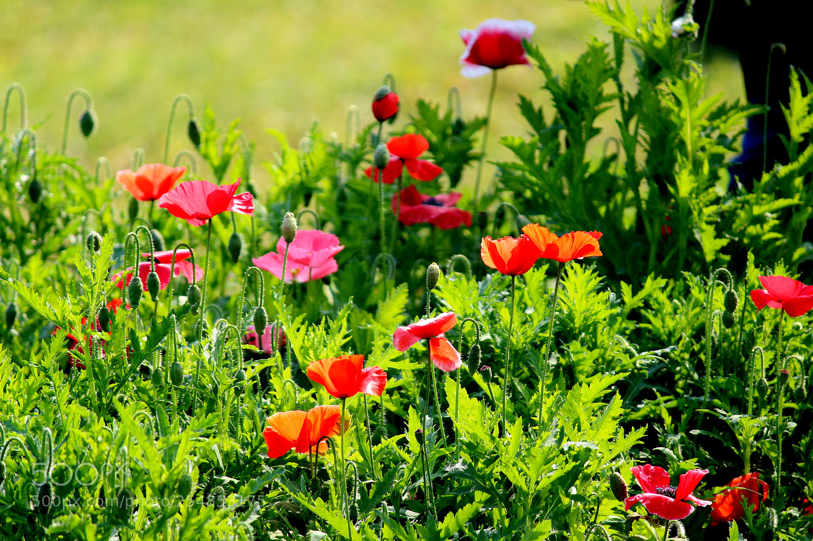 Canon EF-S 55-250mm F4-5.6 IS II sample photo. Img photography
