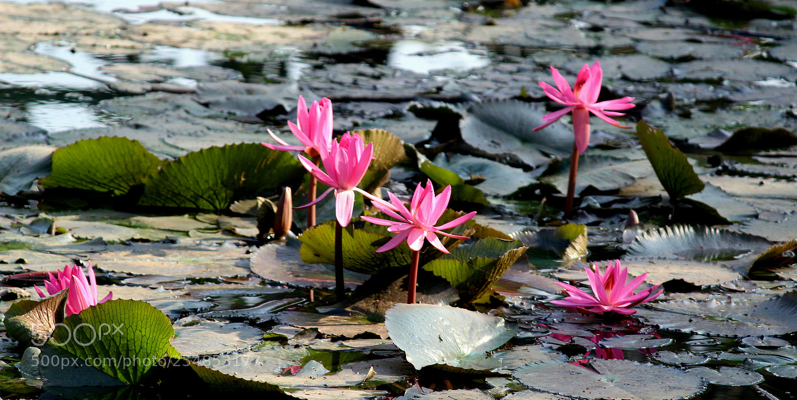 Canon EF-S 55-250mm F4-5.6 IS II sample photo. Img photography