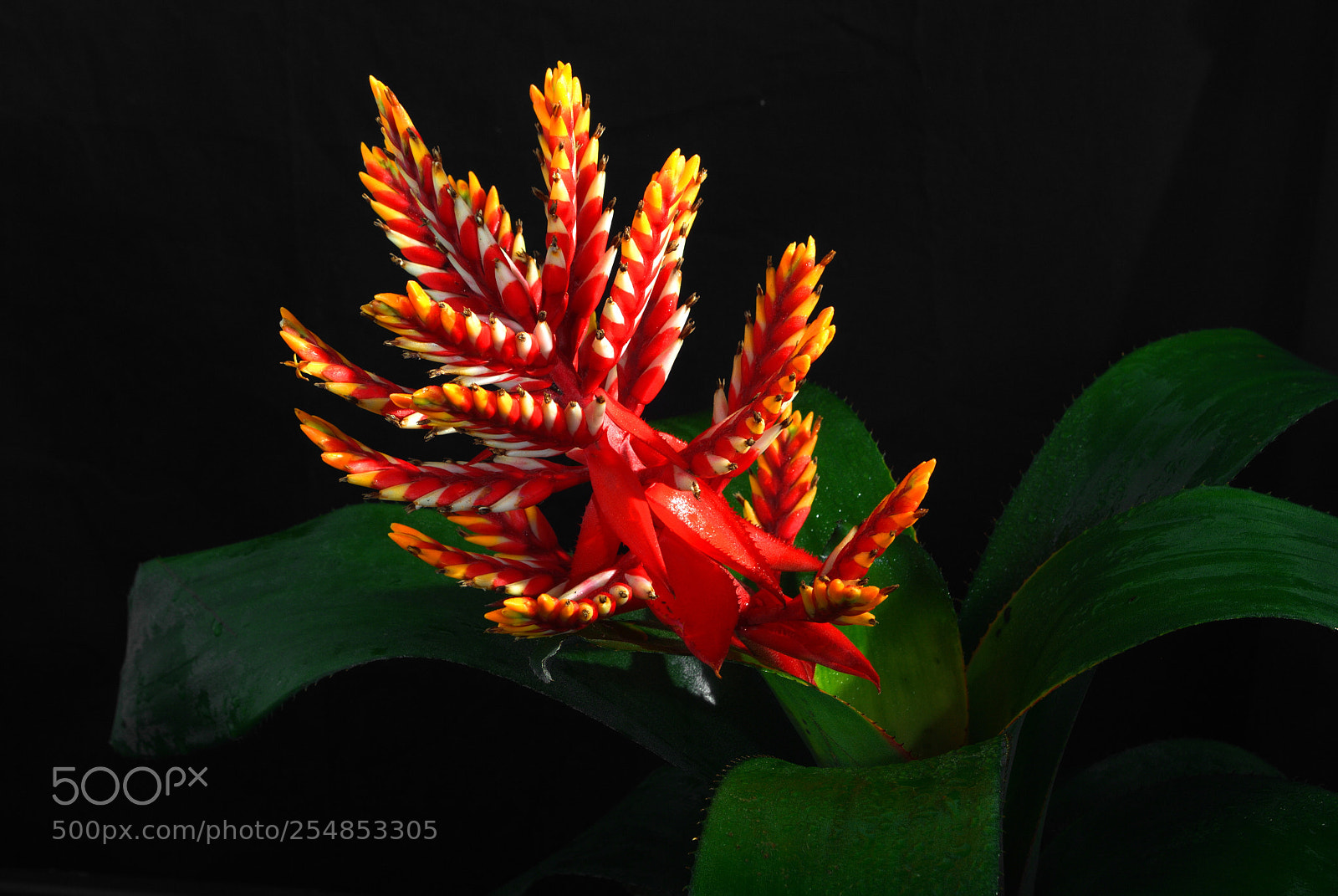Nikon D3000 sample photo. Bromeliad flower photography