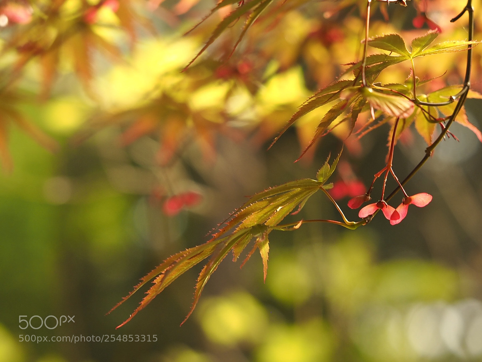 Olympus OM-D E-M10 sample photo. もみじの花
 photography