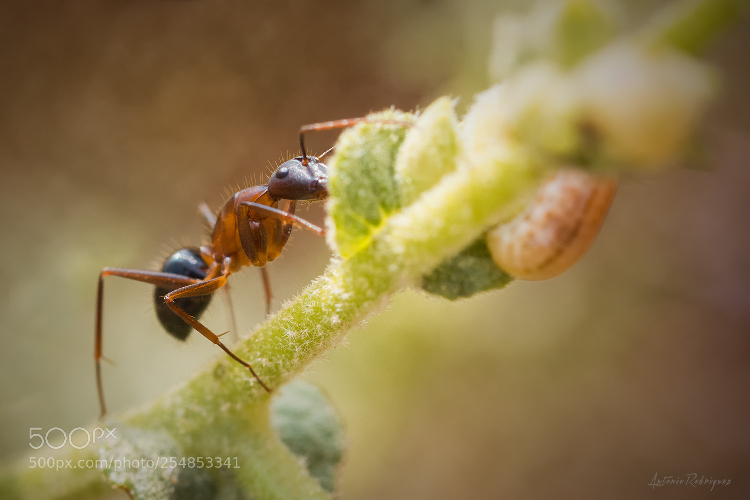 Nikon D7100 sample photo. La hormiga photography