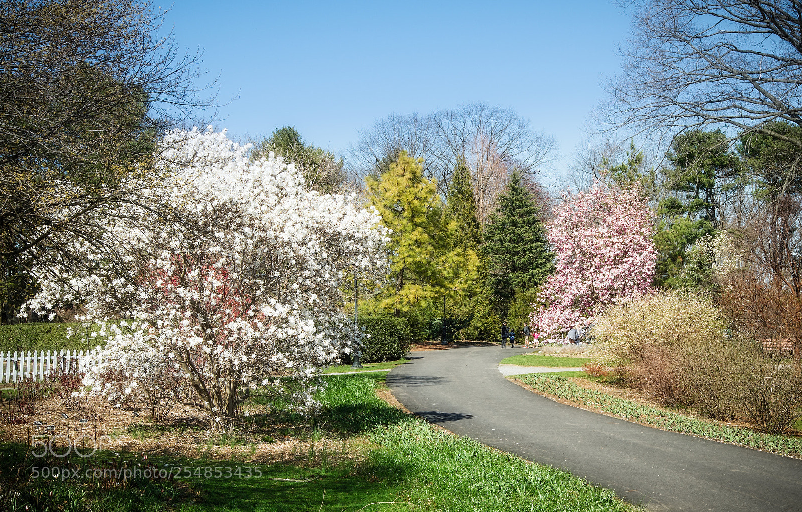 Nikon D850 sample photo. Bursting with color photography