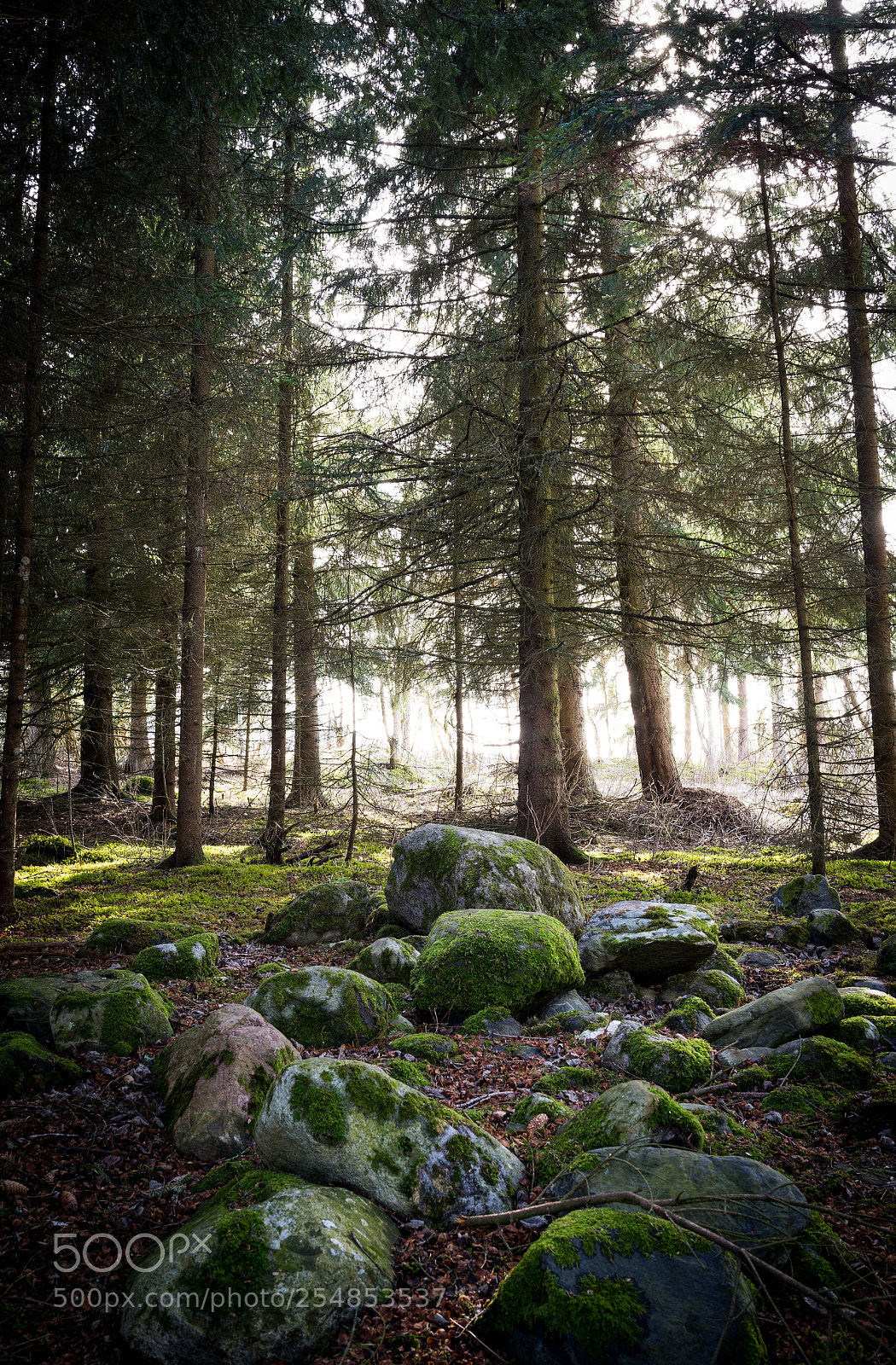 Sony a7 II sample photo. In the woods photography