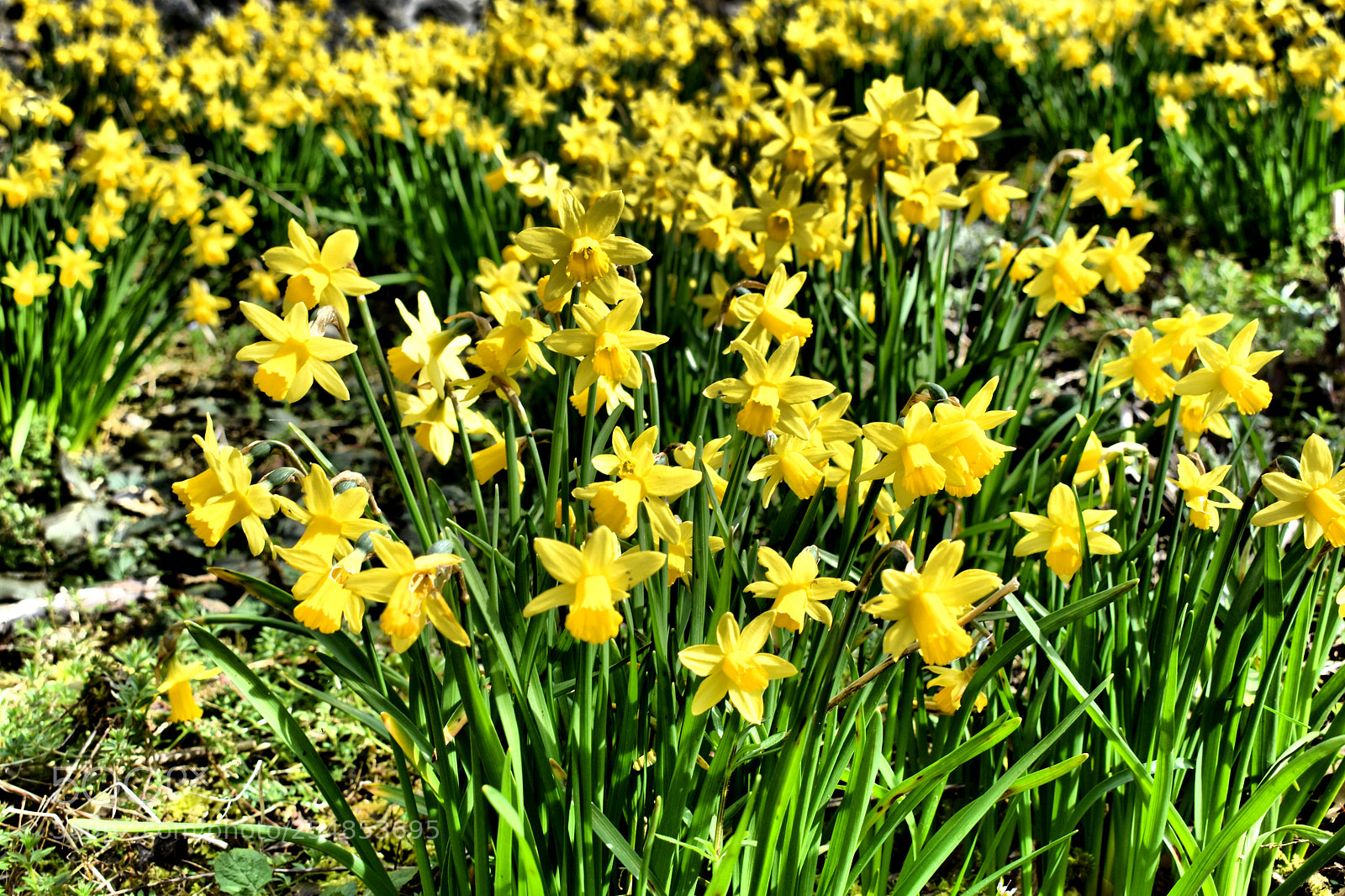 Nikon D3400 sample photo. Le printemps photography