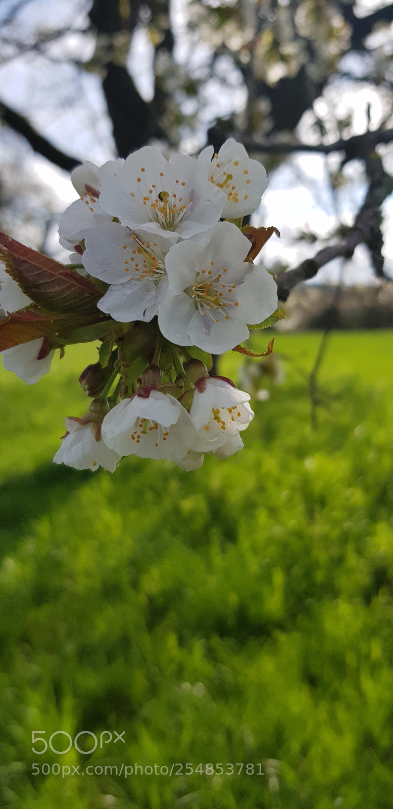 Samsung Galaxy S8 sample photo. Le printemps est arrivé photography