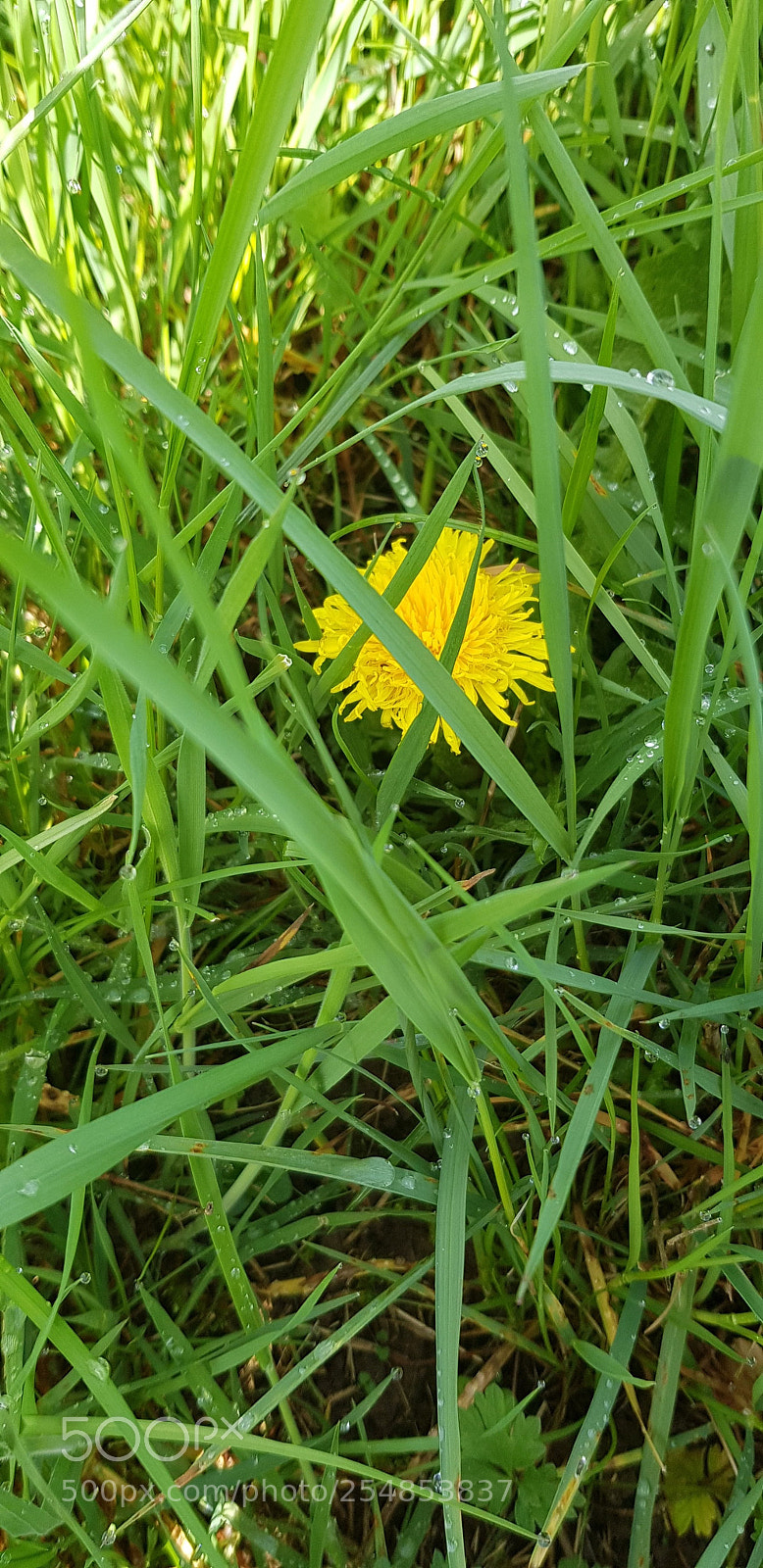Samsung Galaxy S8 sample photo. Que la nature est photography