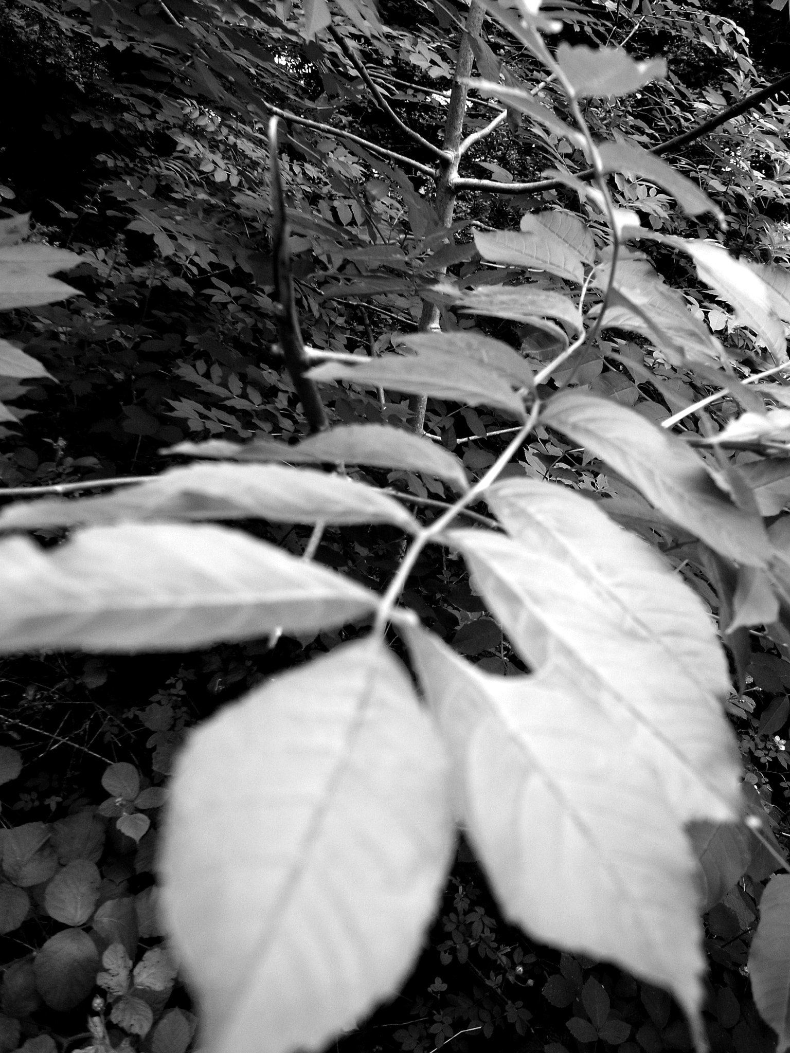 Ricoh GR DIGITAL 2 sample photo. Exif_jpeg_picture photography