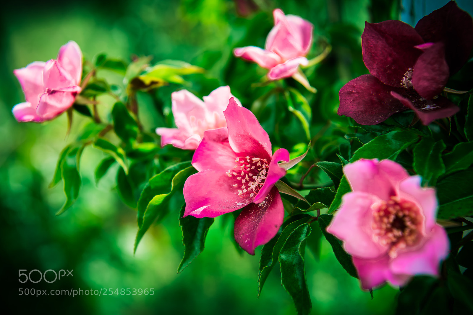 Nikon D800E sample photo. Rose of the primitive photography