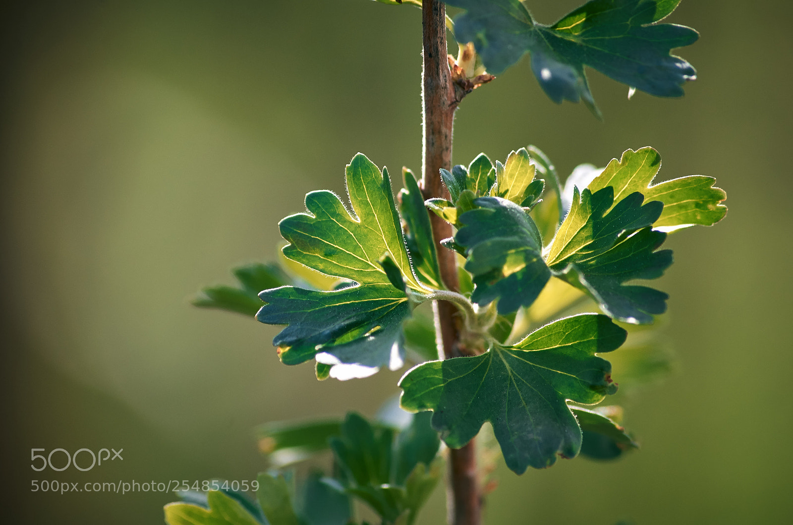 Pentax K-30 sample photo. Leaves on the sun photography