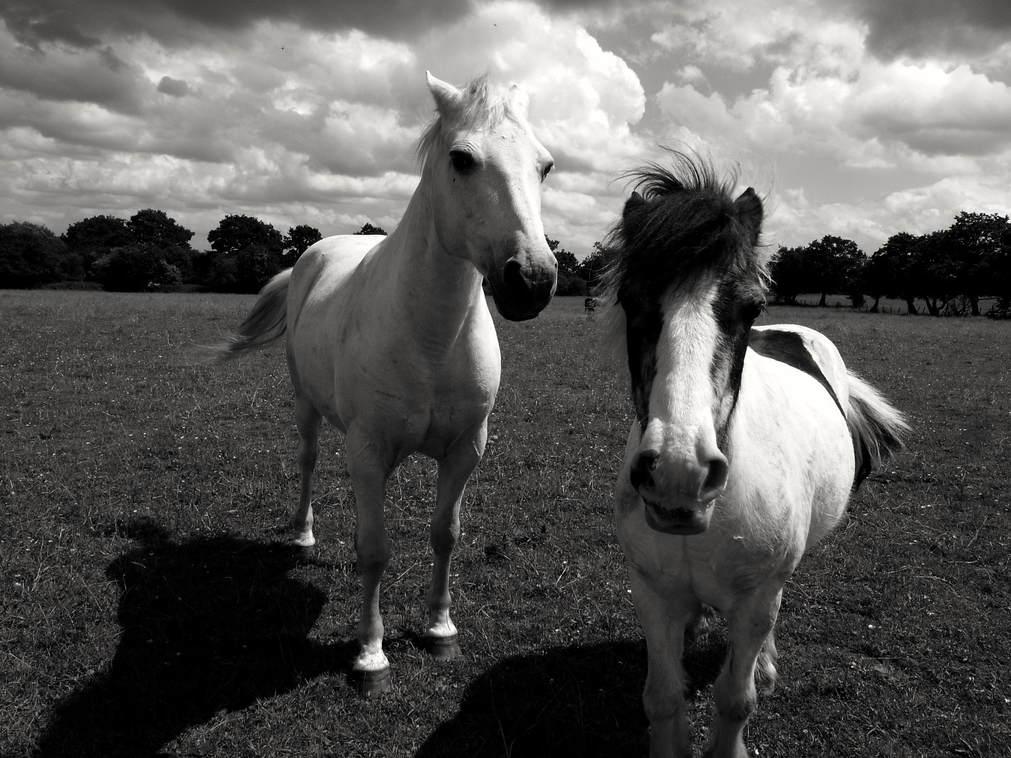 Ricoh GR DIGITAL 2 sample photo. B&w horses photography