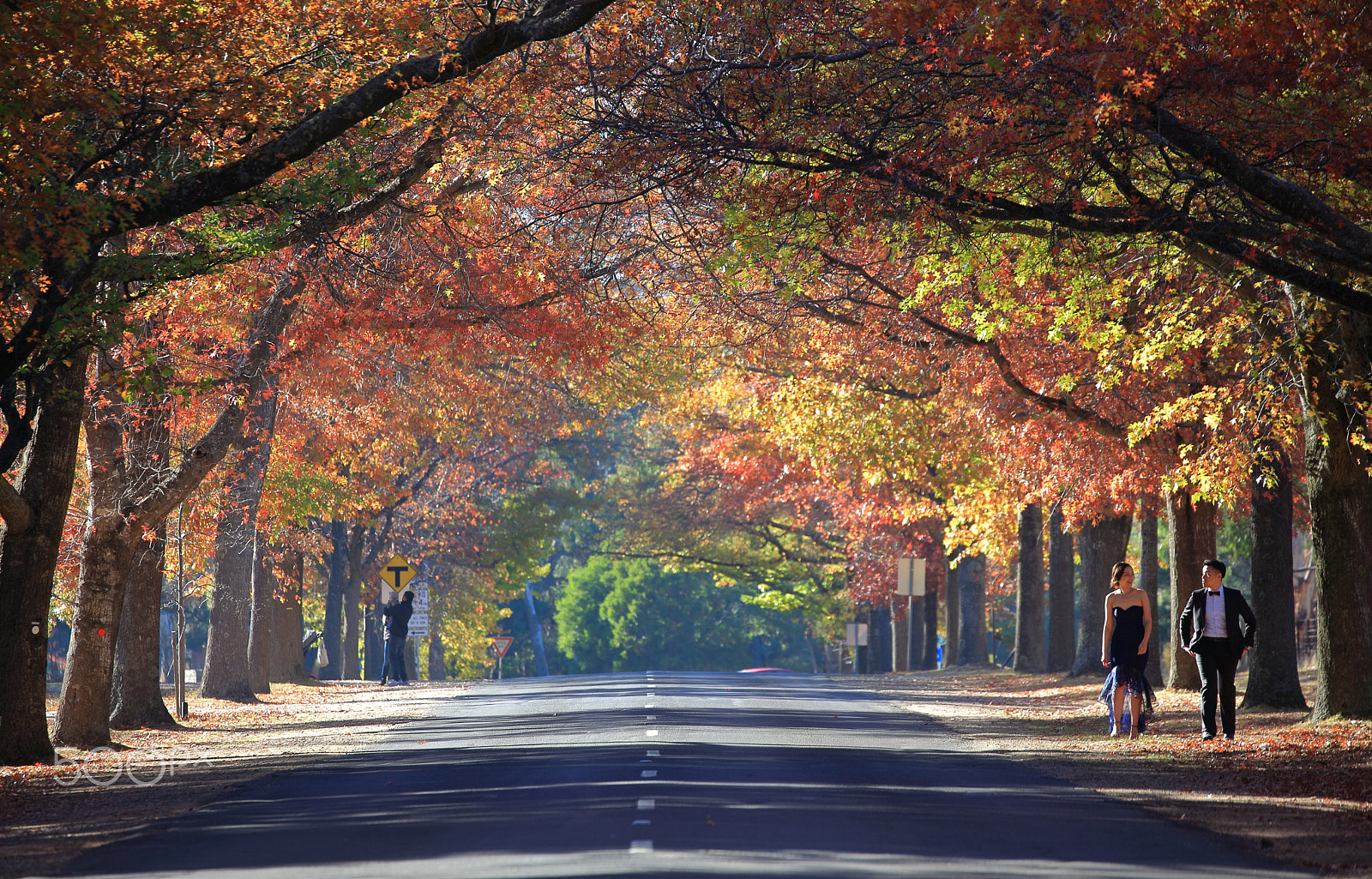 Canon EF 70-300mm F4-5.6L IS USM sample photo. Autumn morning at mount macedon photography