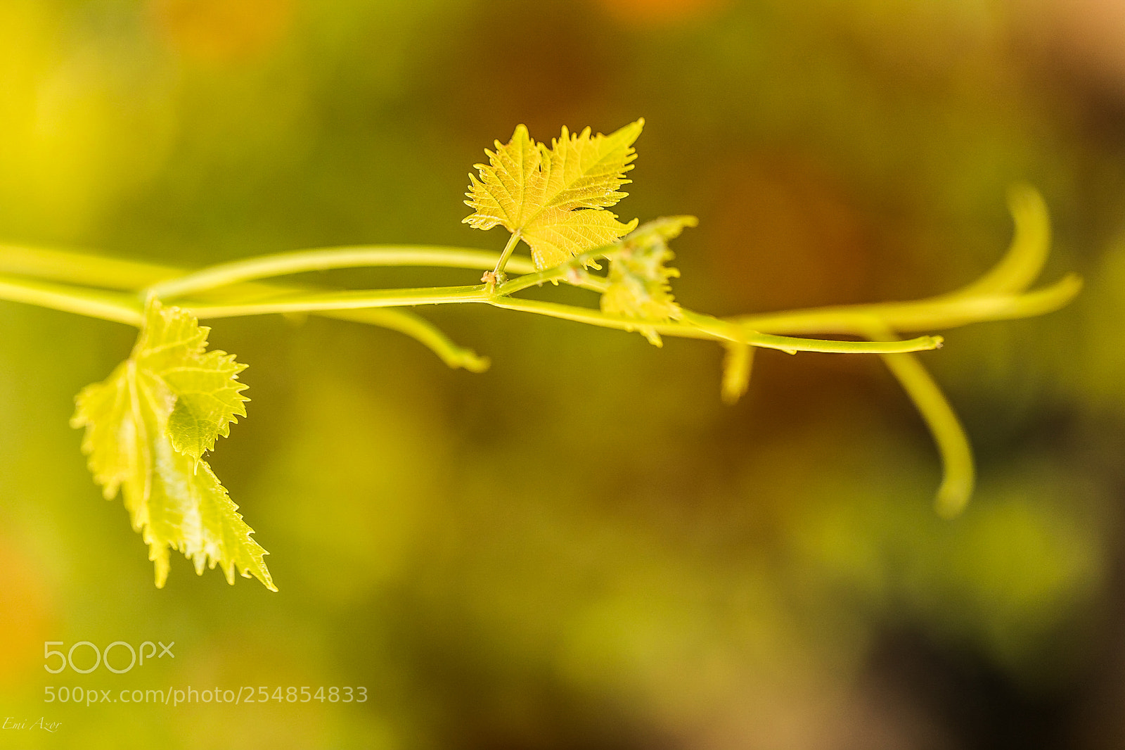 Canon EOS 5D Mark IV sample photo. Vid photography