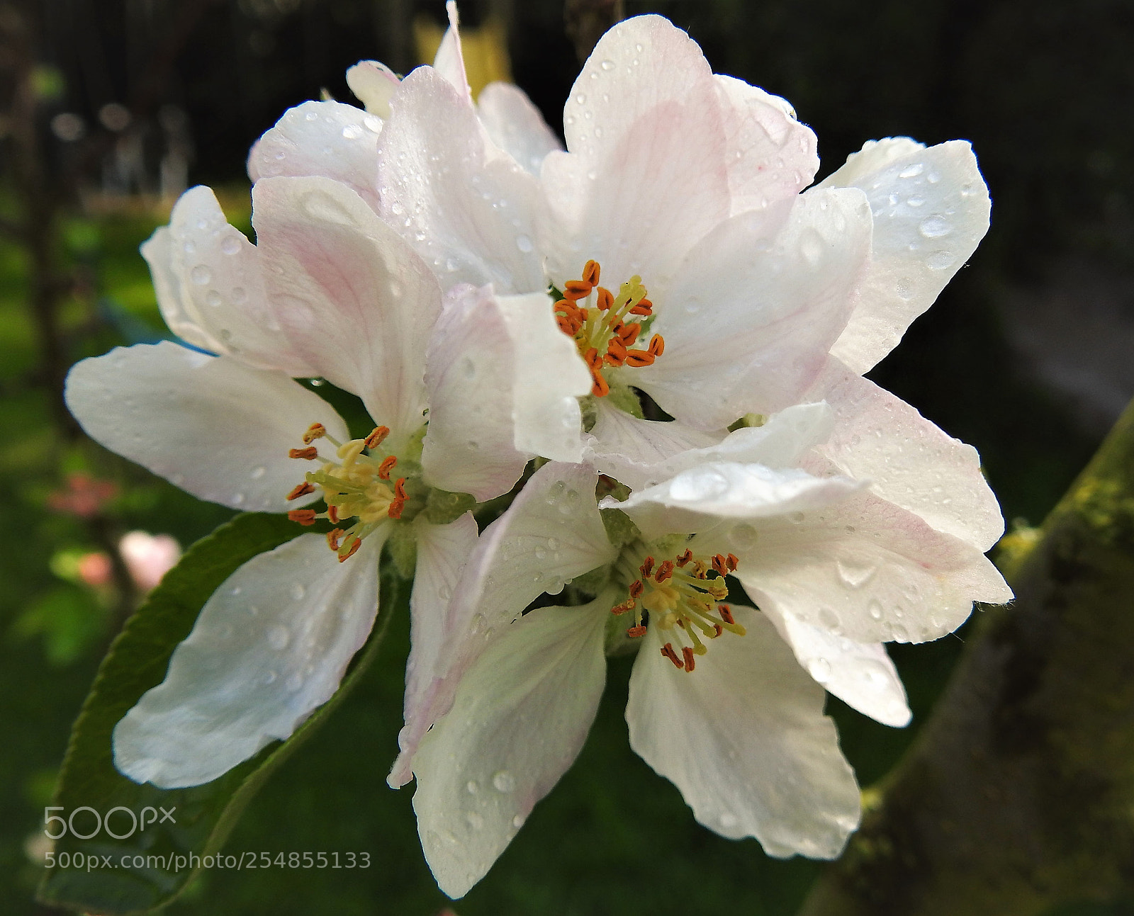 Nikon Coolpix P900 sample photo. Blossom photography