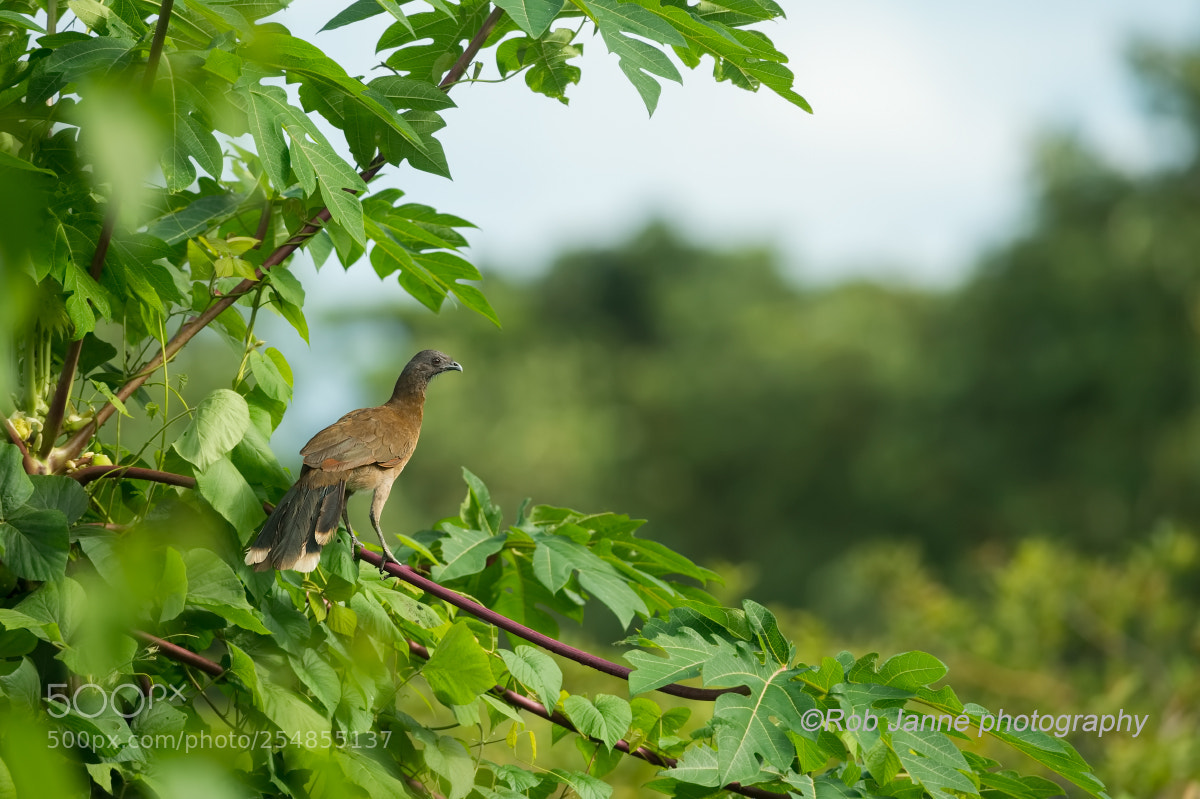 Nikon D4S sample photo. Grey-headed chachalaca photography