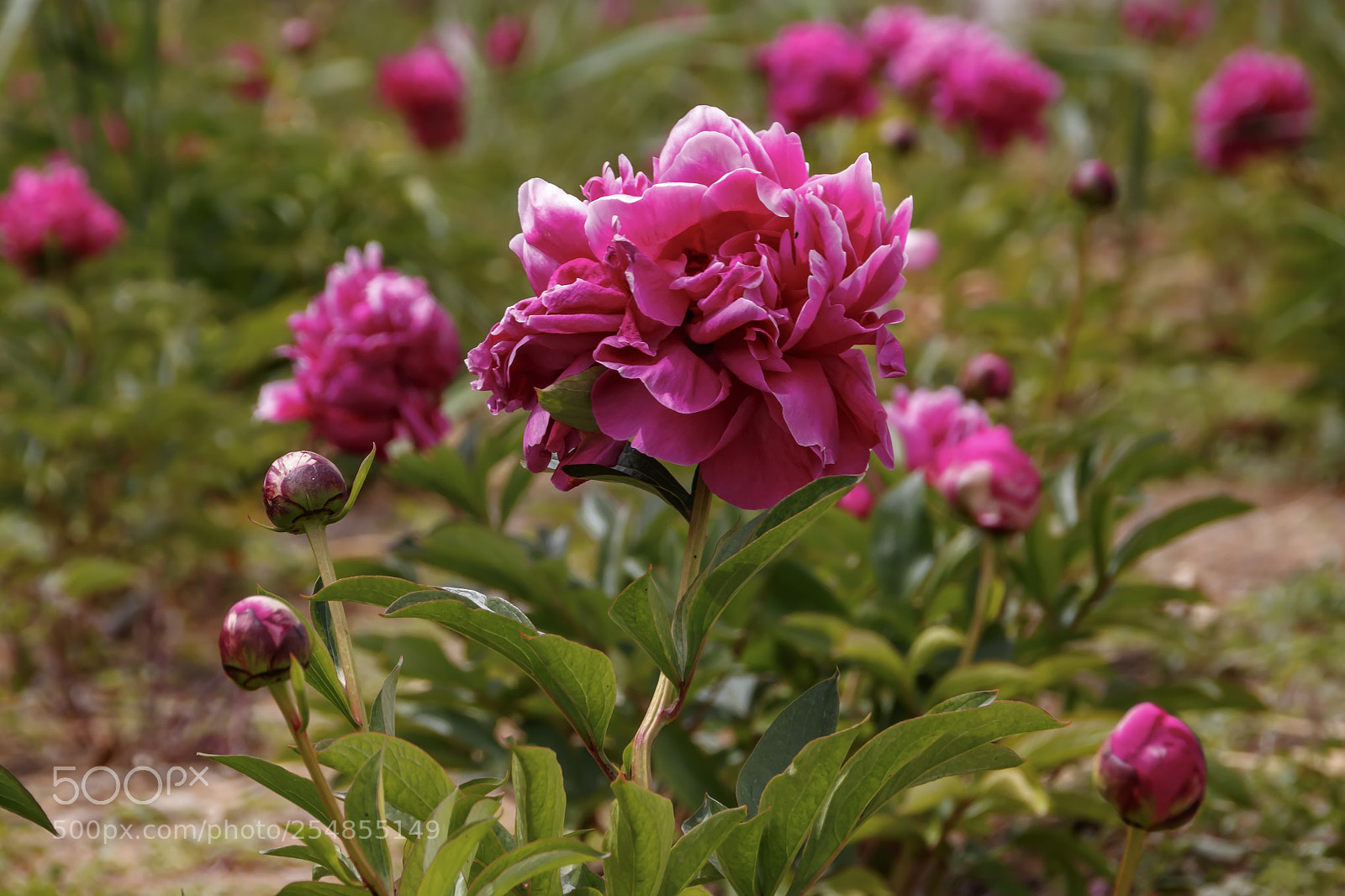 Canon EOS 80D sample photo. Flowering bush of a photography