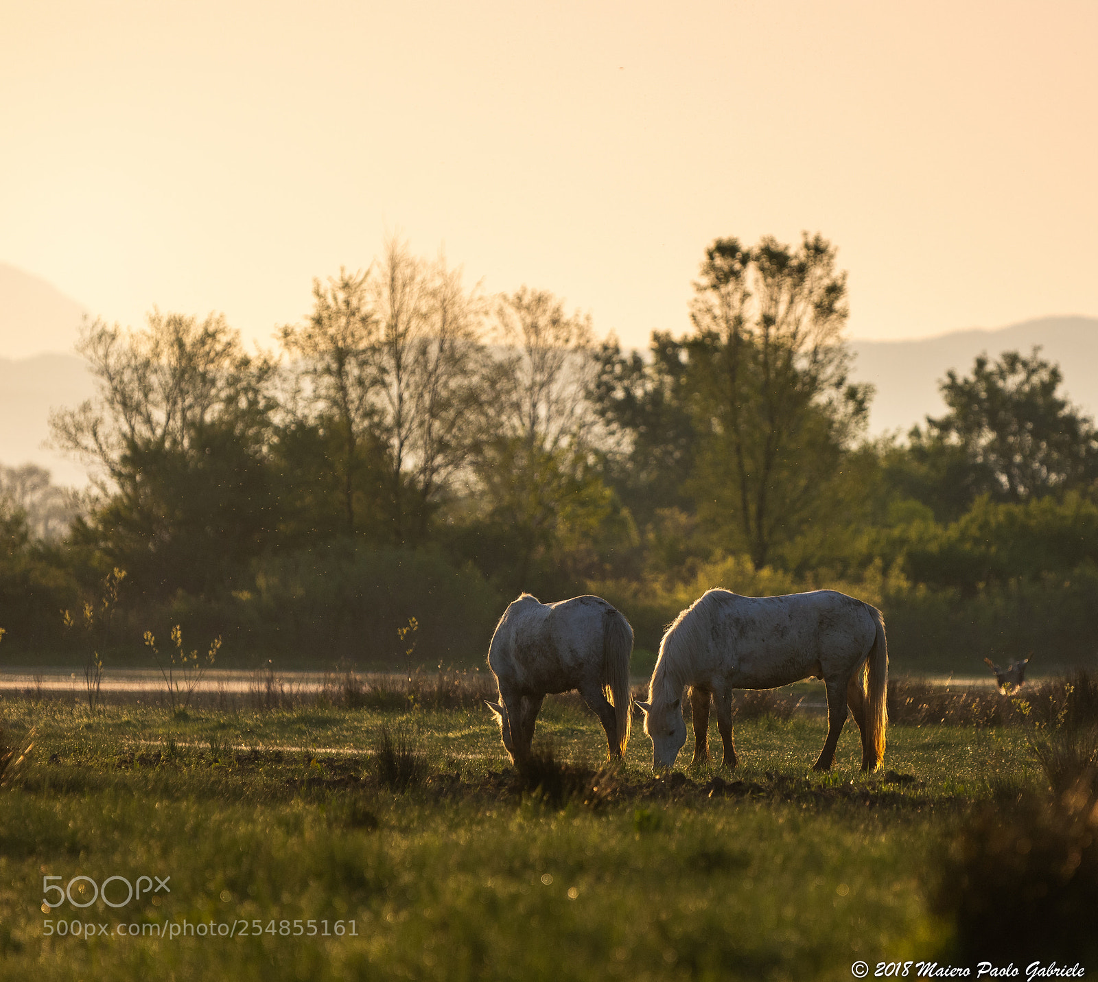 Nikon D7200 sample photo. Camargue horses photography