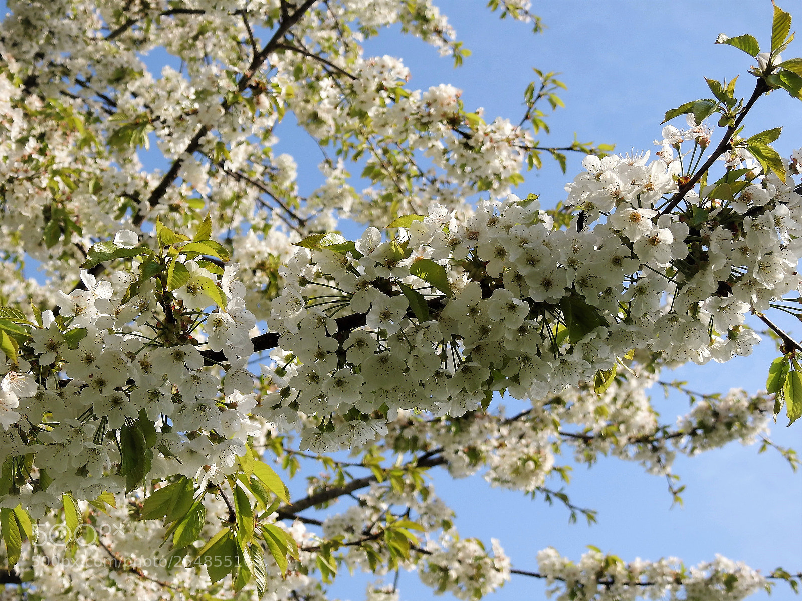 Nikon Coolpix P900 sample photo. Blossom photography