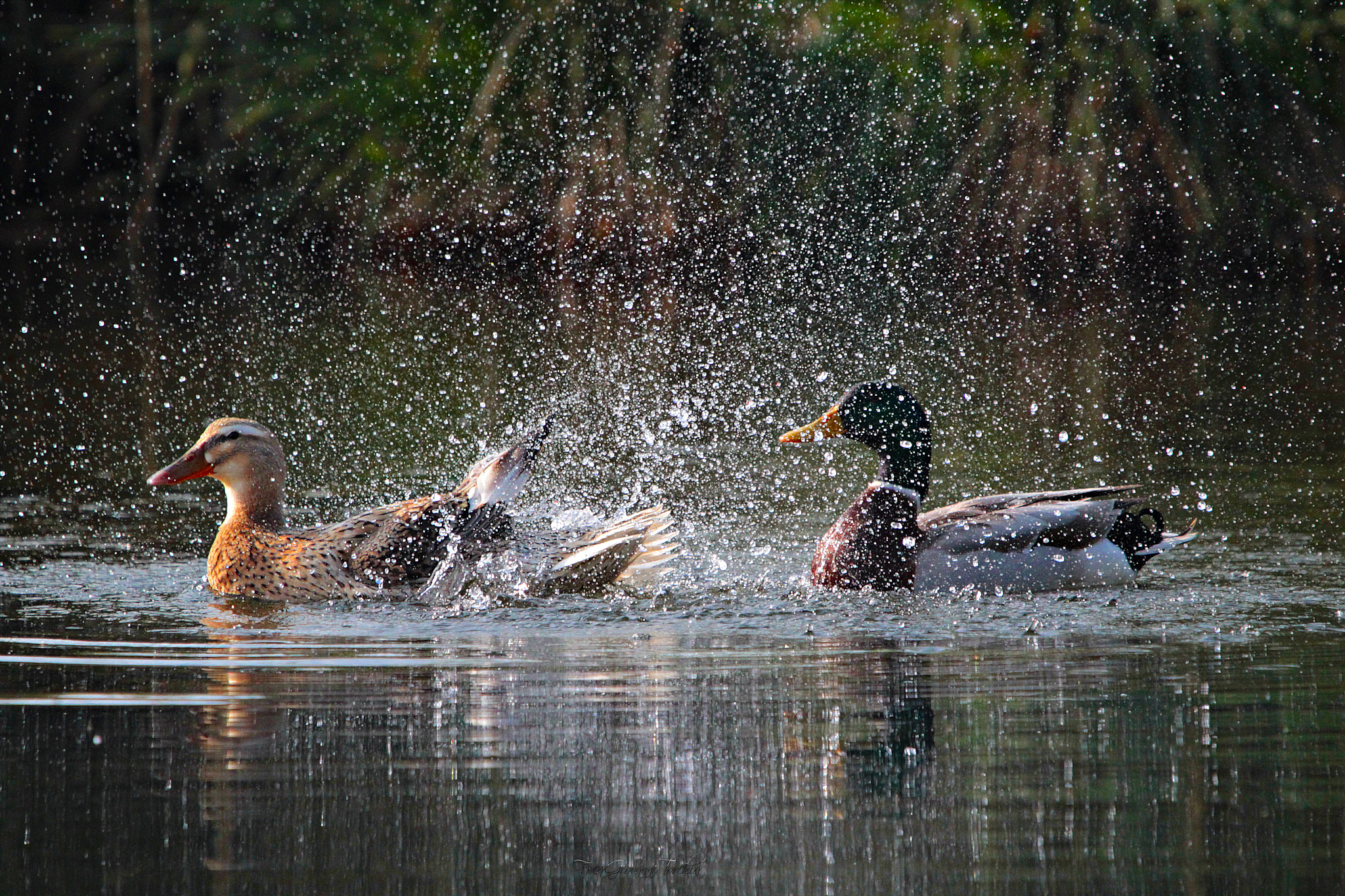 Sigma 150-600mm F5-6.3 DG OS HSM | C sample photo. Anas platyrhynchos - pair of ducks photography