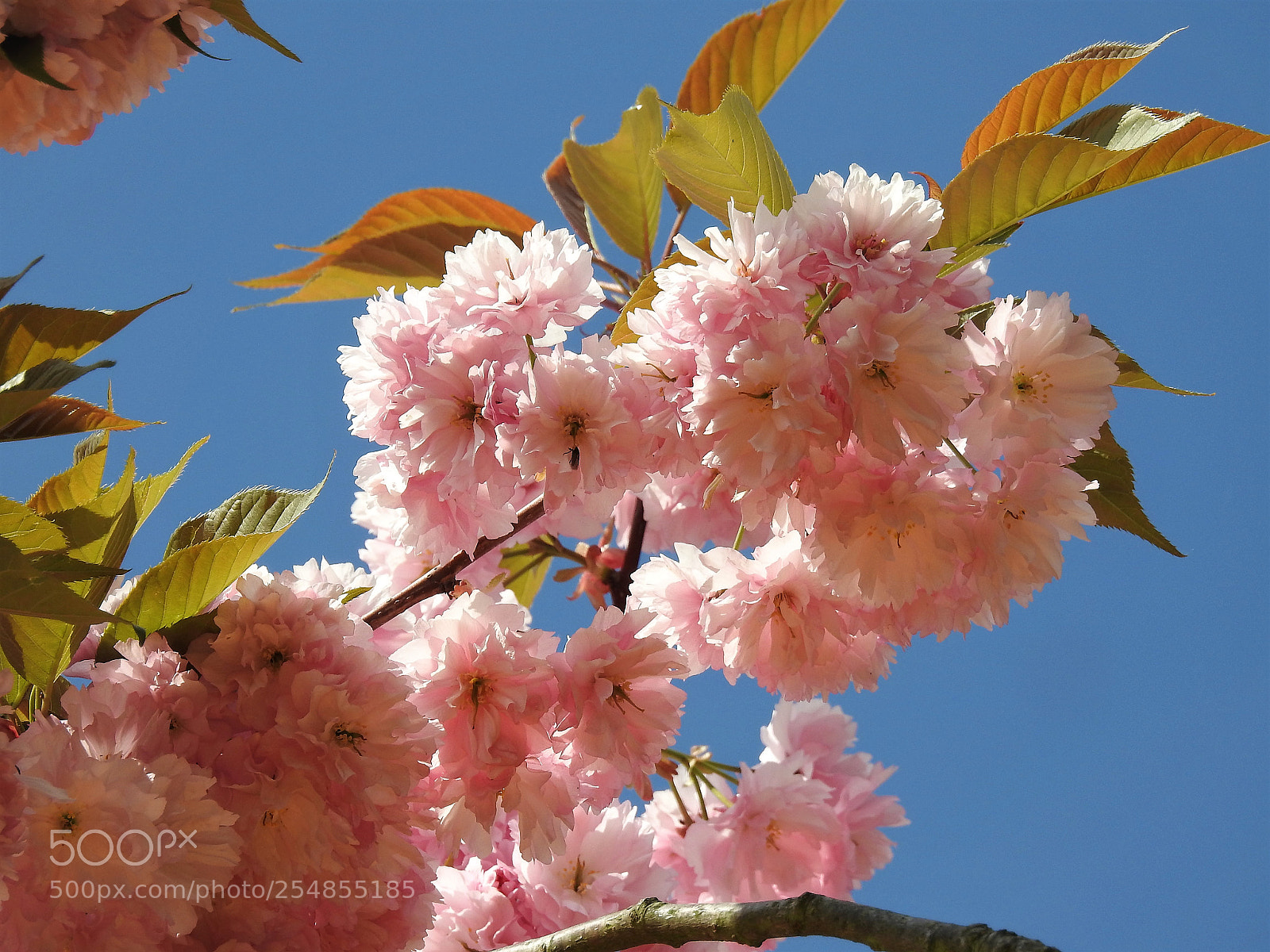 Nikon Coolpix P900 sample photo. Blossom photography