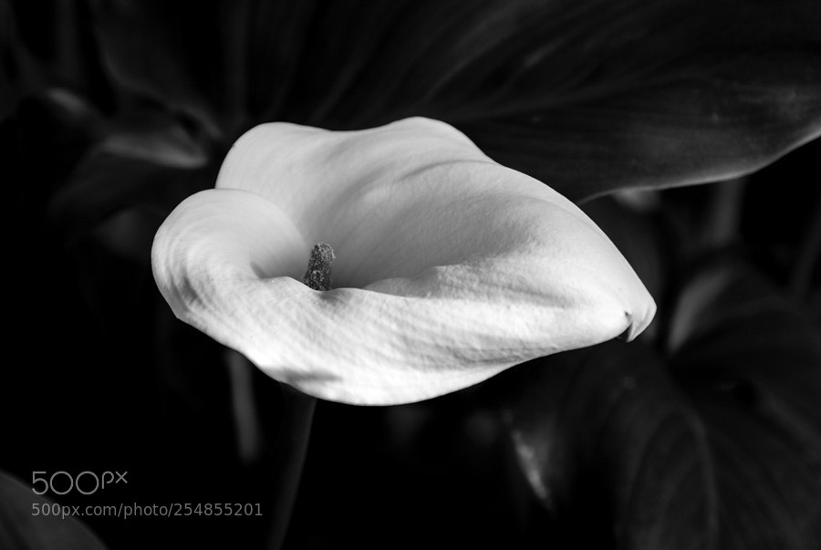 Nikon D7200 sample photo. Only bw 1 photography