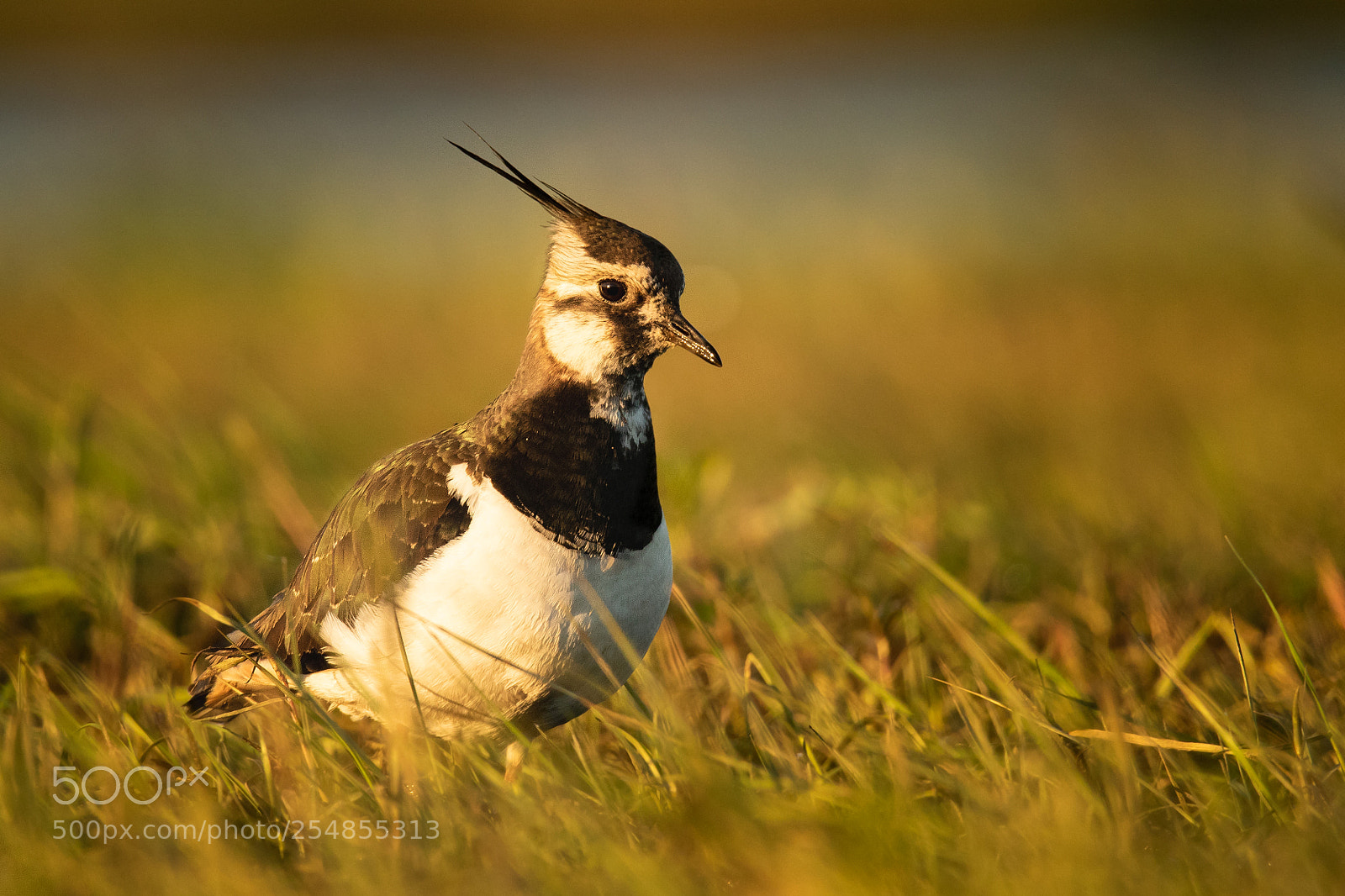 Canon EOS 7D Mark II sample photo. Lapwing photography