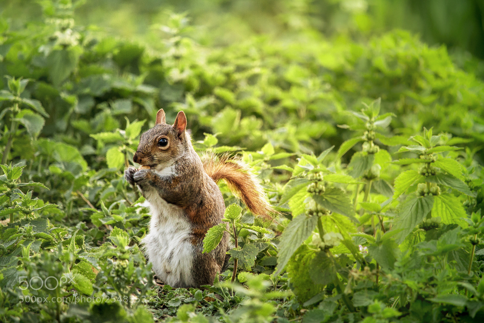 Canon EOS 70D sample photo. Nibble and wise photography