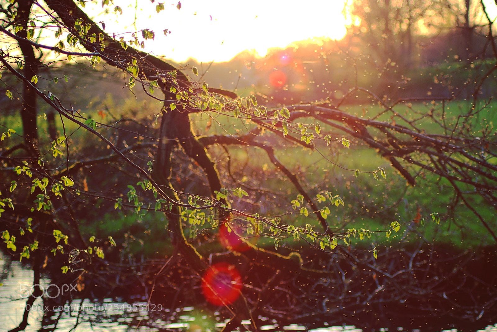 Canon EOS 100D (EOS Rebel SL1 / EOS Kiss X7) sample photo. Silence photography