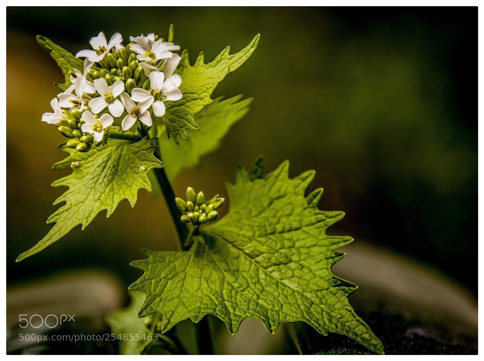 Nikon D7200 sample photo. Durch die bank photography