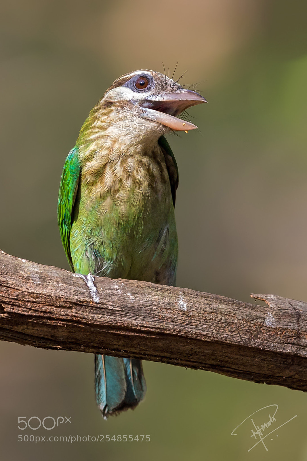 Canon EOS 5D Mark IV sample photo. Wcbarbet photography