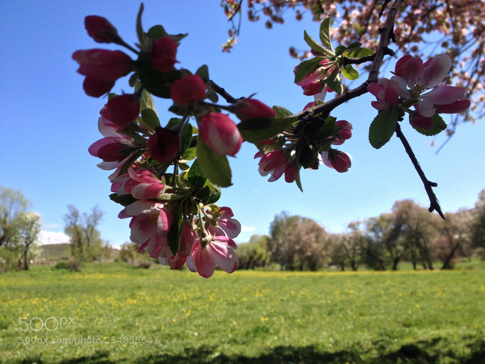 Apple iPhone 4S sample photo. Perfect nature photography