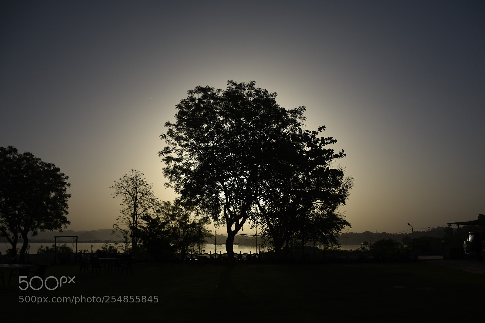 Nikon D7200 sample photo. The tree halo photography