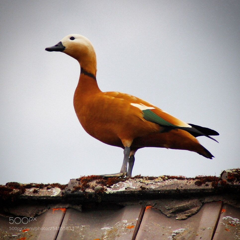 Canon EOS 100D (EOS Rebel SL1 / EOS Kiss X7) sample photo. Ruddy shelduck photography