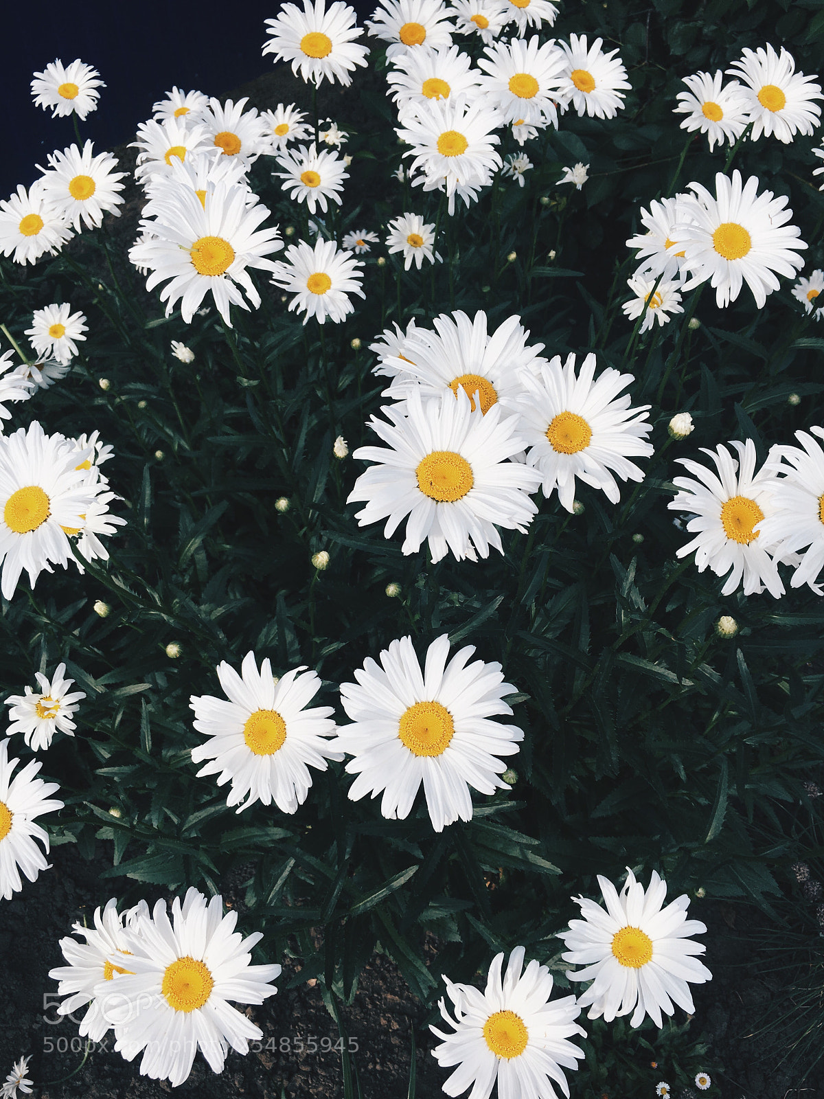 Apple iPhone 6s sample photo. Chamomile photography