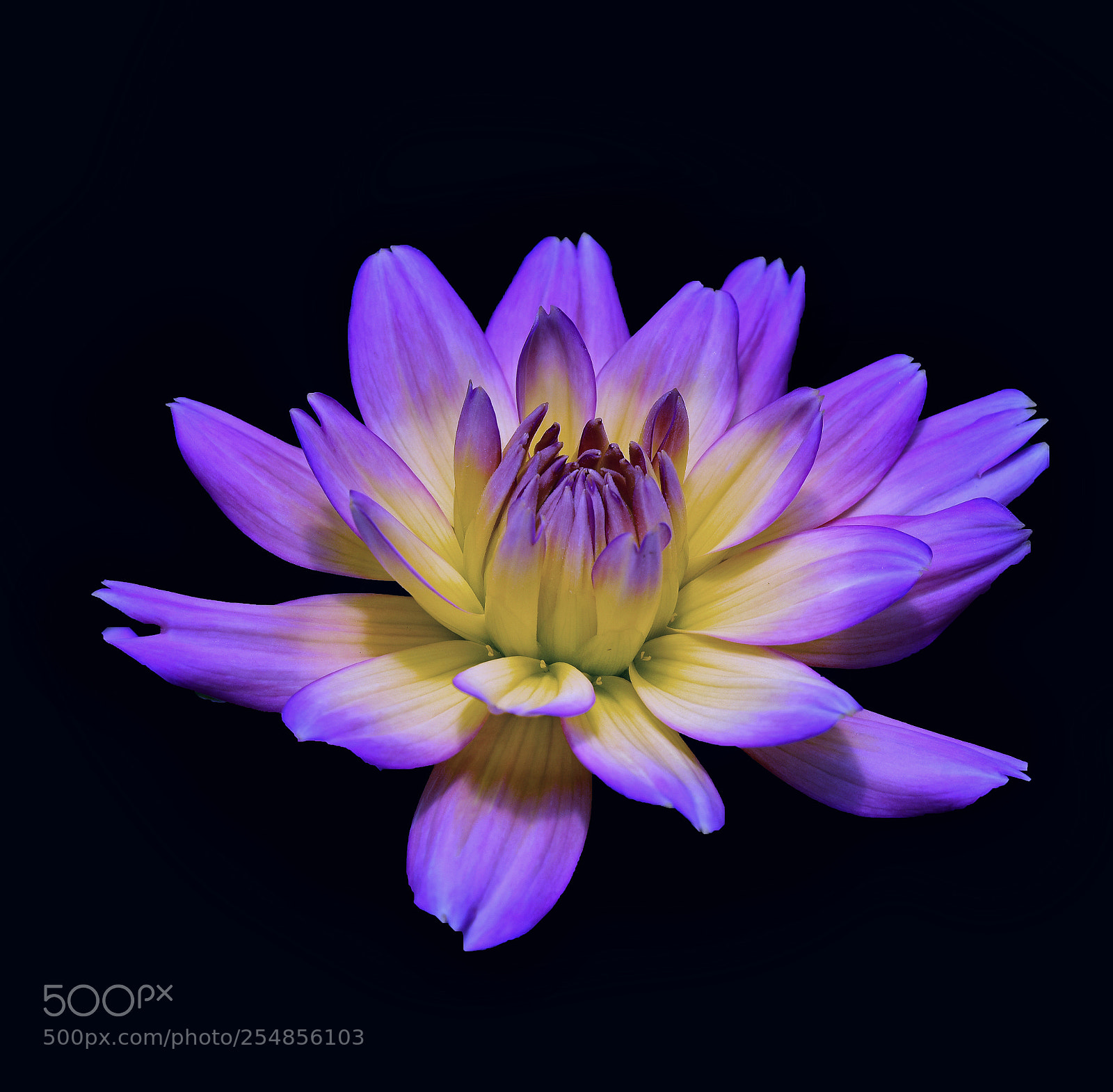 Nikon D810 sample photo. Off-colored dalhia photography