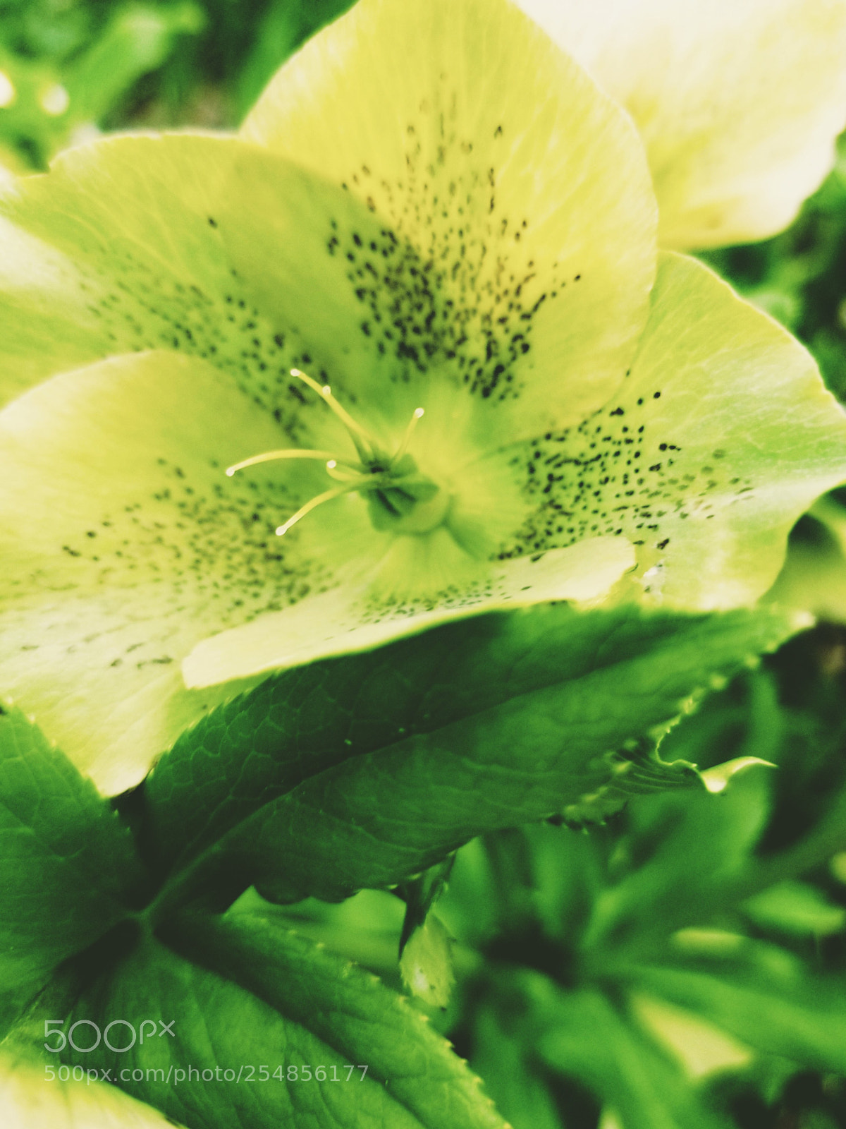 Samsung Galaxy S8+ sample photo. Hellebore photography
