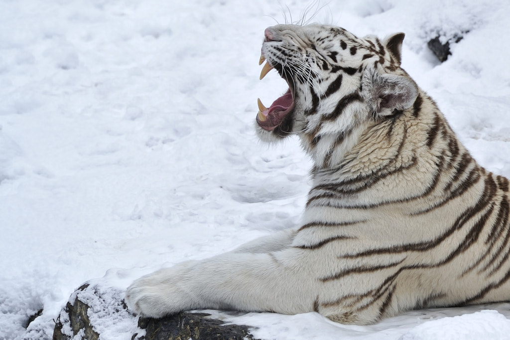  White  Tiger  Roar  by Josef Gelernter 500px