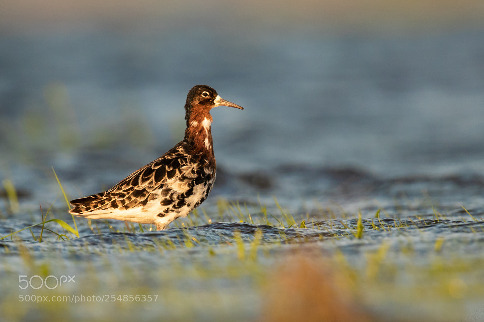 Canon EOS 7D Mark II sample photo. Ruff (philomachus pugnax) photography