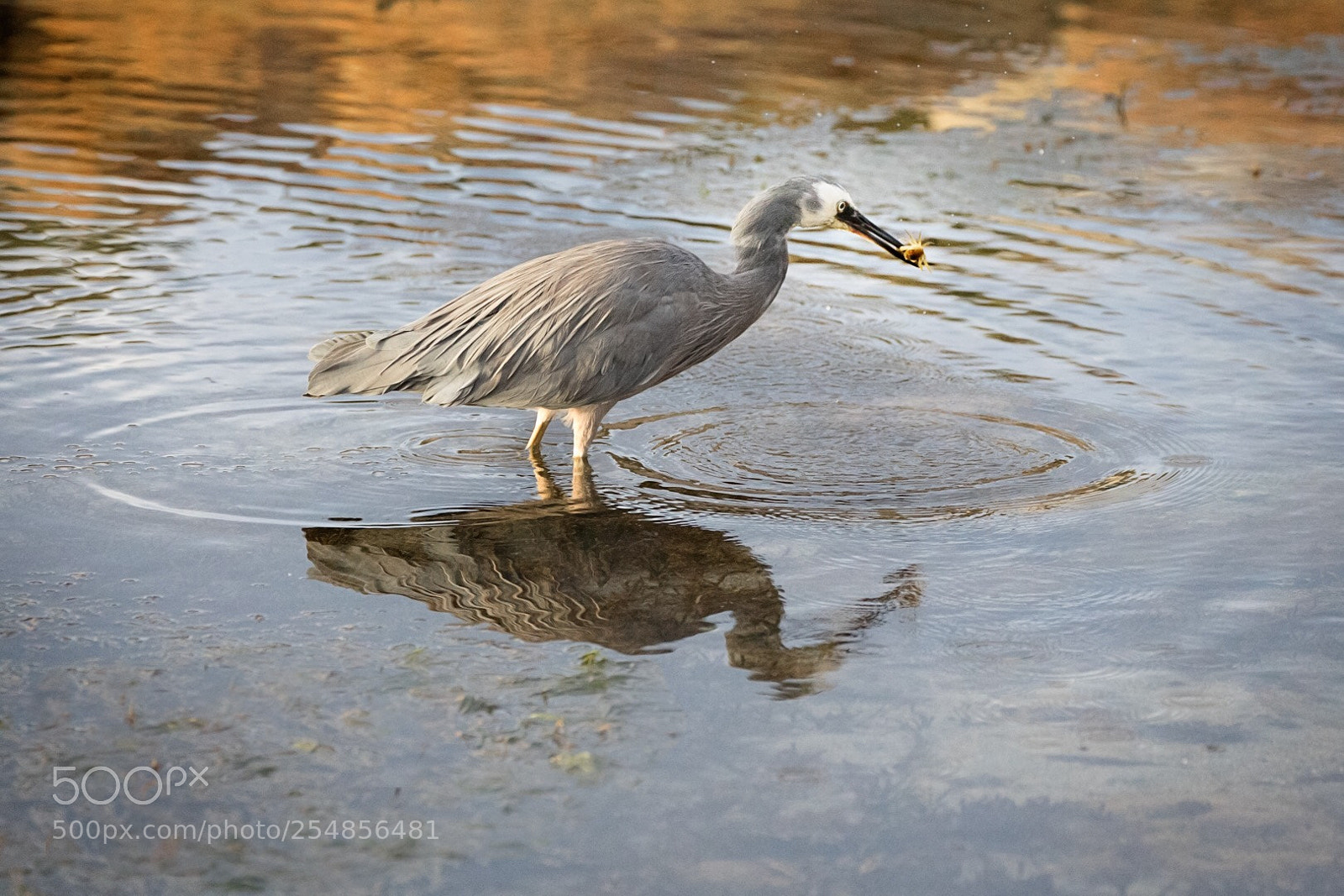 Canon EOS 5D Mark IV sample photo. The hunter photography